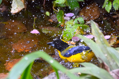 Anisognathus notabilis