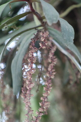 Image of Rhipidoglossum rutilum