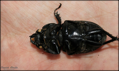 Lucanus tetraodon
