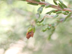 Passerina montana