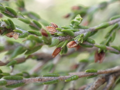 Passerina montana