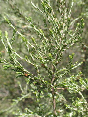 Passerina montana