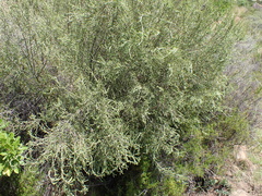 Passerina montana