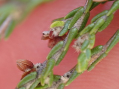 Passerina montana