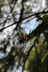 Microcoelia globulosa