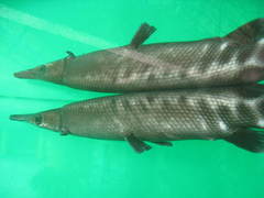 Atractosteus tropicus