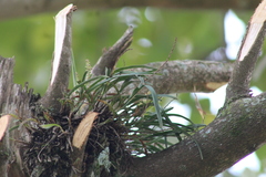 Polystachya stuhlmannii