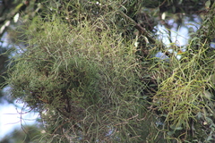 Tridactyle filifolia