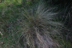 Poa cita