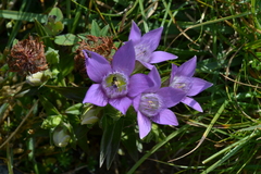 Gentianella aspera