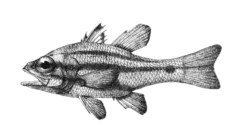 Pinstripe Cardinalfish photo 5