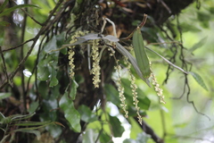 Rhipidoglossum rutilum image
