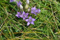 Gentianella aspera