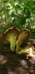 Lentinus concavus
