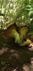 Lentinus concavus