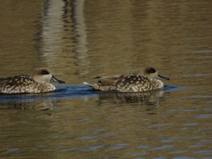 Marmaronetta angustirostris