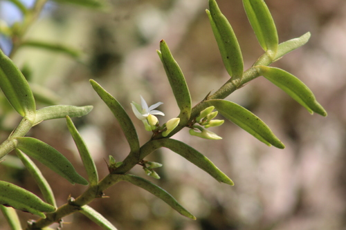 Eggelingia ligulifolia image