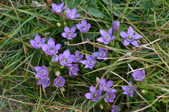 Gentianella aspera