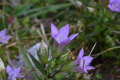Gentianella aspera