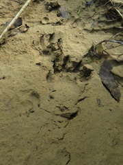 Procyon cancrivorus