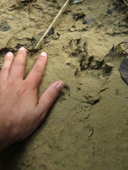 Procyon cancrivorus