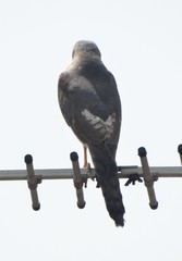 Accipiter badius