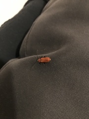 Pyrrhidium sanguineum