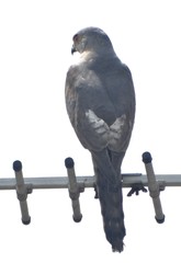 Accipiter badius