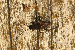Rhyparochromus vulgaris