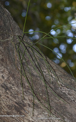Luisia