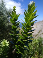 Senecio speciosissimus