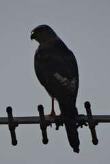 Accipiter badius