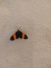 Callopepla emarginata