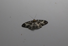 Pogonopygia nigralbata