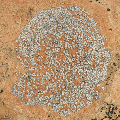 hoary cobblestone lichen