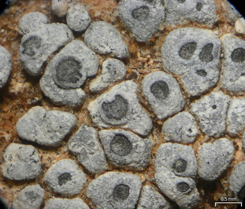 hoary cobblestone lichen