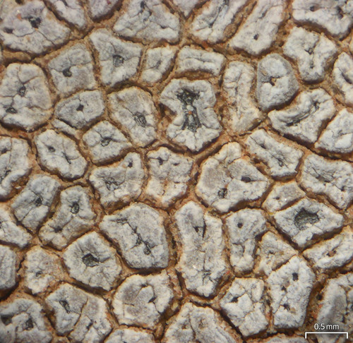 hoary cobblestone lichen