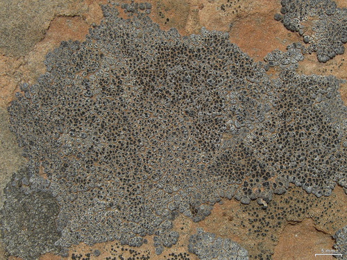 hoary cobblestone lichen