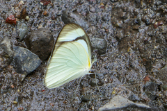 Itaballia demophile centralis