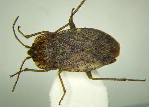 Emblethis verbasci
