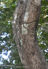 Luisia