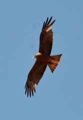 Milvus migrans parasitus