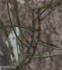 Luisia