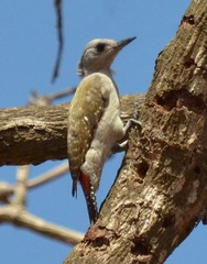 Chloropicus goertae
