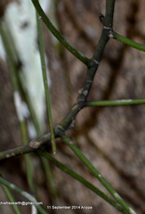 Luisia