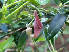 Aristolochia baetica, photograph Daniel Capilla, CC BY-SA, iNaturalist via GBIF