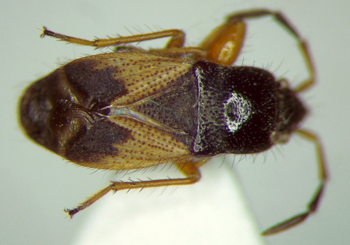 Megalonotus hirsutus