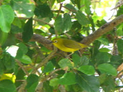 Zosterops anderssoni