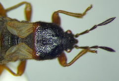 Dimorphopterus blissoides