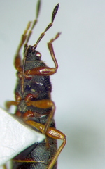 Dimorphopterus blissoides